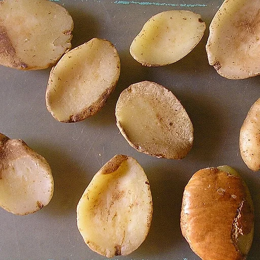 Semillas de mango africano (Irvingia gabonensis), ingrediente de Esbelita